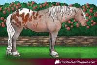 Horse Color:Silver Brown Appaloosa