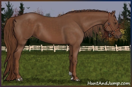 Horse Color:Chestnut 