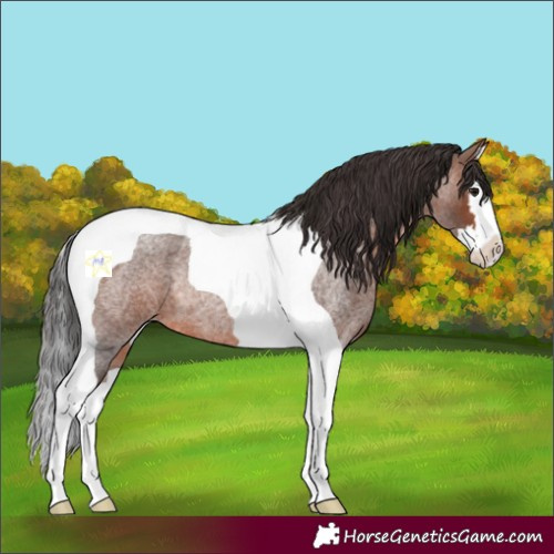 Horse Color:Brown Roan Splash Tobiano Rabicano 
