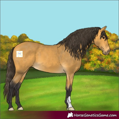 Horse Color:Buckskin 