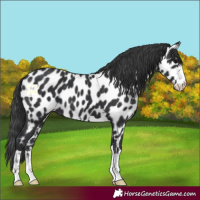 Horse Color:Black Near Leopard 