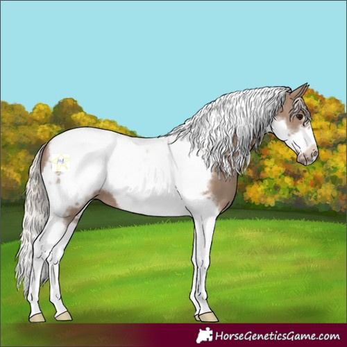 Horse Color:Silver Grullo Tobiano Frame 