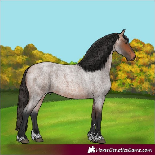 Horse Color:Bay Roan 