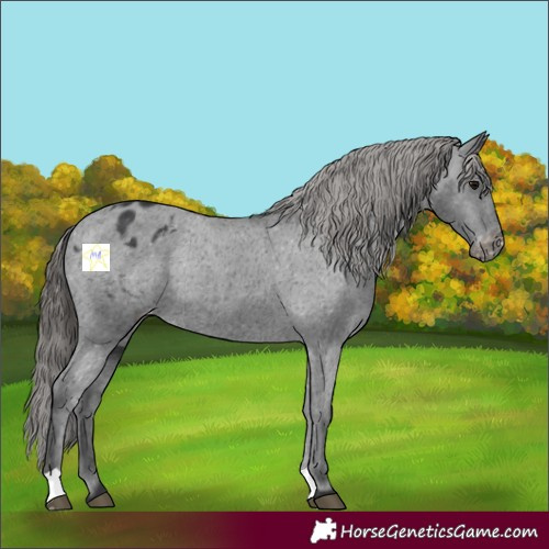 Horse Color:Black Appaloosa Rabicano 