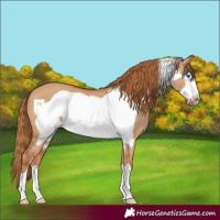 Horse Color:Red Dun Frame 