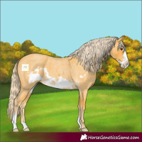 Horse Color:Palomino Roan Frame 