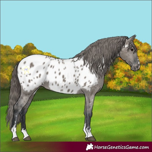 Horse Color:Grullo Appaloosa 