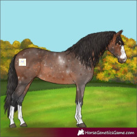 Horse Color:Brown 