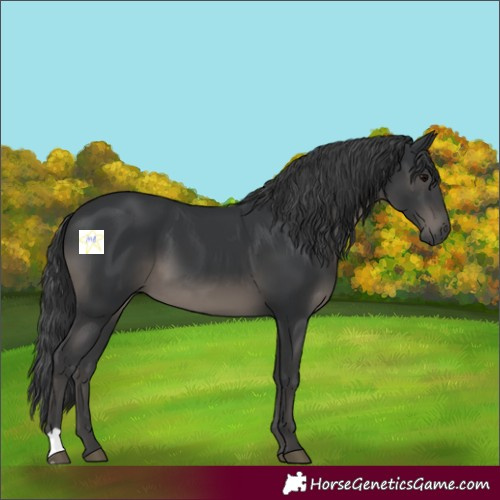 Horse Color:Black 