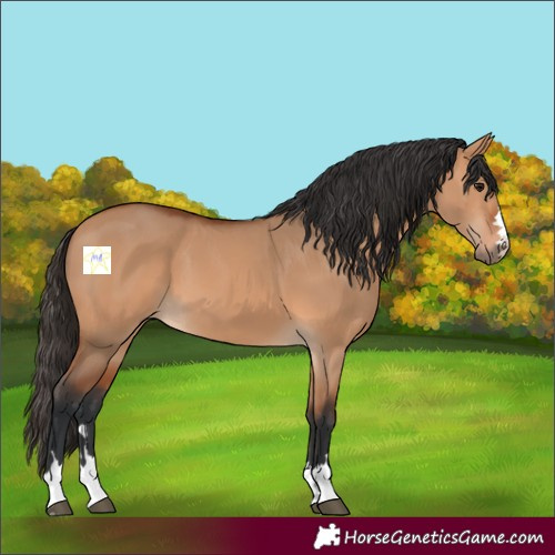 Horse Color:Bay Dun