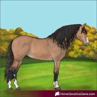 Horse Color:Bay Dun 