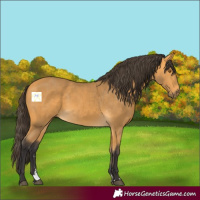 Horse Color:Buckskin 