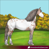 Horse Color:Bay Frame Appaloosa 