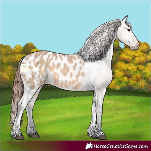 Horse Color:Bay Dun Tobiano Blanket