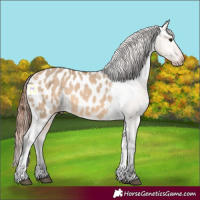 Horse Color:Bay Dun Tobiano Appaloosa 