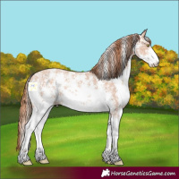 Horse Color:Gold Champagne Ice Sabino 