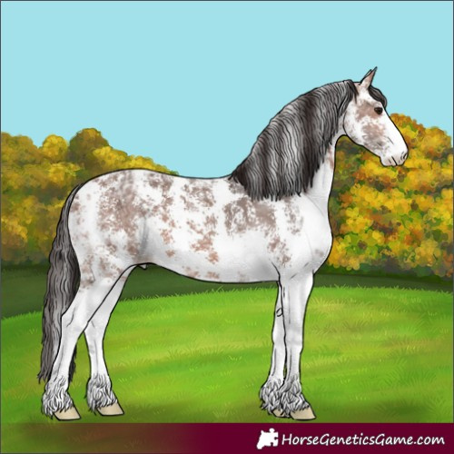 Horse Color:Bay Ice Sabino 