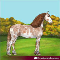 Horse Color:Chestnut Ice Sabino Splash 
