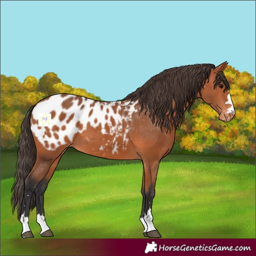 Horse Color:Bay Blanket