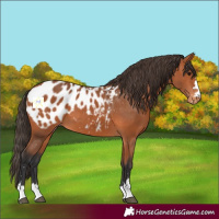 Horse Color:Bay Appaloosa 
