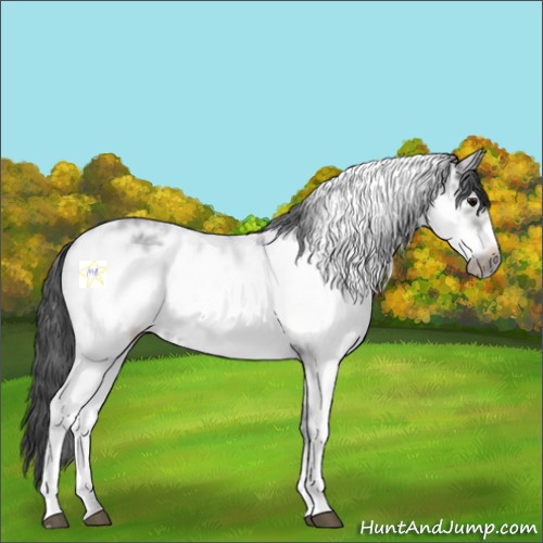 Horse Color:Black Ice Sabino Frame 