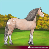 Horse Color:Bay Splash Appaloosa 