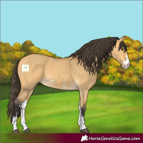 Horse Color:Buckskin Dun Sabino 