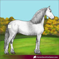 Horse Color:Gray Black Sabino 