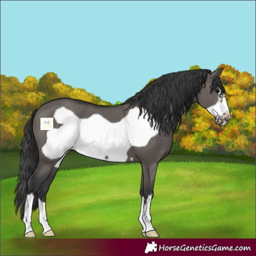 Horse Color:Grullo Frame 