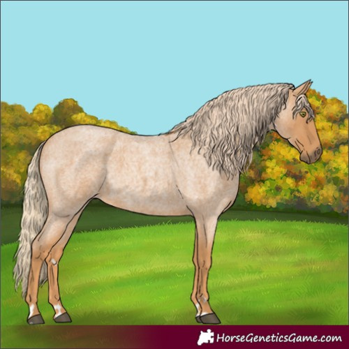 Horse Color:Red Roan