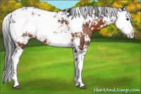 Horse Color:Brown Sabino