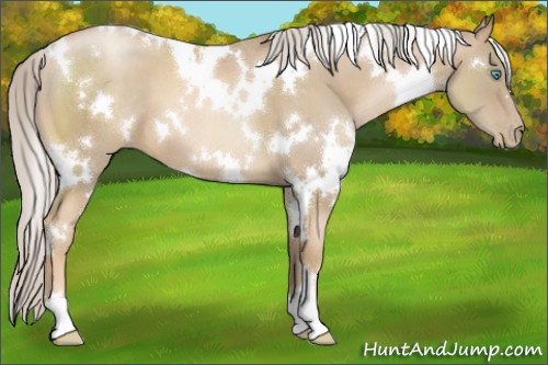 Horse Color:White Spotted Chocolate Palomino Pearl