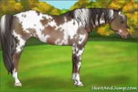 Horse Color:White Spotted Liver Chestnut 