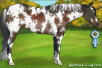 Horse Color:White Spotted Brown 