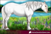 Horse Color:Silver Bay Dun Tobiano Appaloosa 