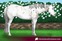Horse Color:White Spotted Liver Red Onyx Splash Appaloosa 