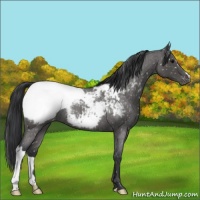 Horse Color:Blue Roan Appaloosa