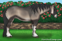 Horse Color:Blue Onyx 