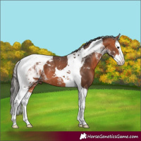 Horse Color:Bay Splash Tobiano