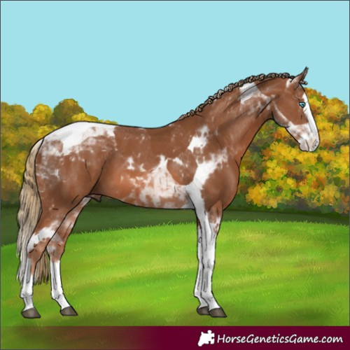 Horse Color:Chestnut Splash Tobiano 