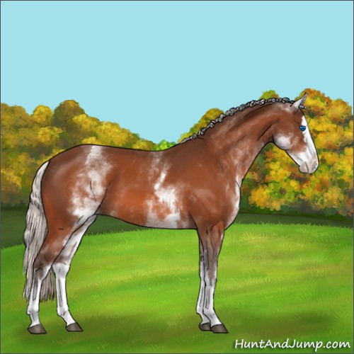 Horse Color:White Spotted Silver Brown Splash