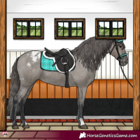 Horse Color:Grullo Appaloosa 