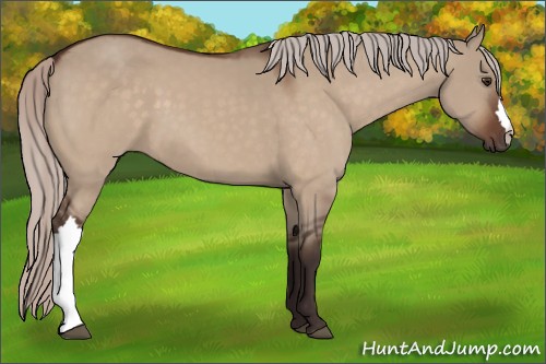 Horse Color:Silver Brown Dun 