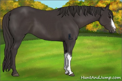 Horse Color:Smoky Black 