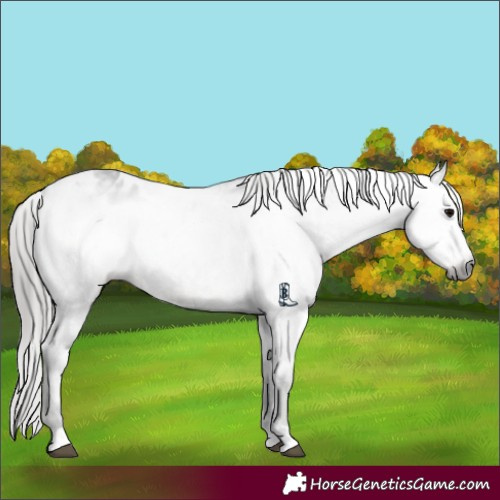 Horse Color:Gray Black Appaloosa Rabicano 