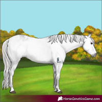Horse Color:Gray Black Appaloosa Rabicano 