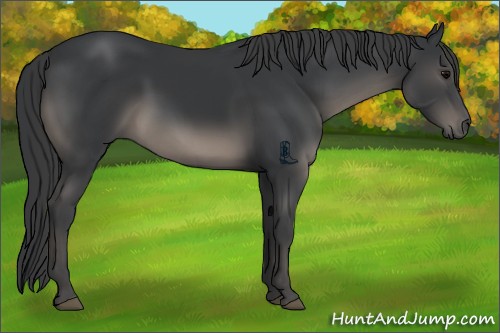 Horse Color:Black 