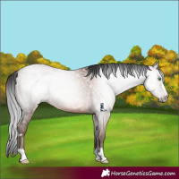 Horse Color:Gray Sable Champagne 