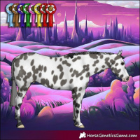 Horse Color:Grullo Appaloosa 
