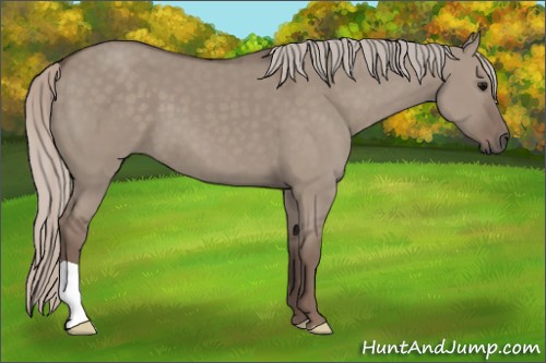 Horse Color:Silver Grullo 